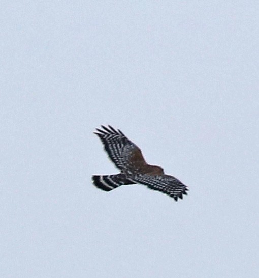 Red-shouldered Hawk - ML68697621