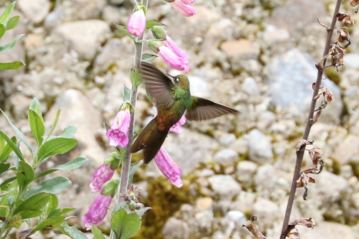 kolibřík hnědobrvý - ML68697801