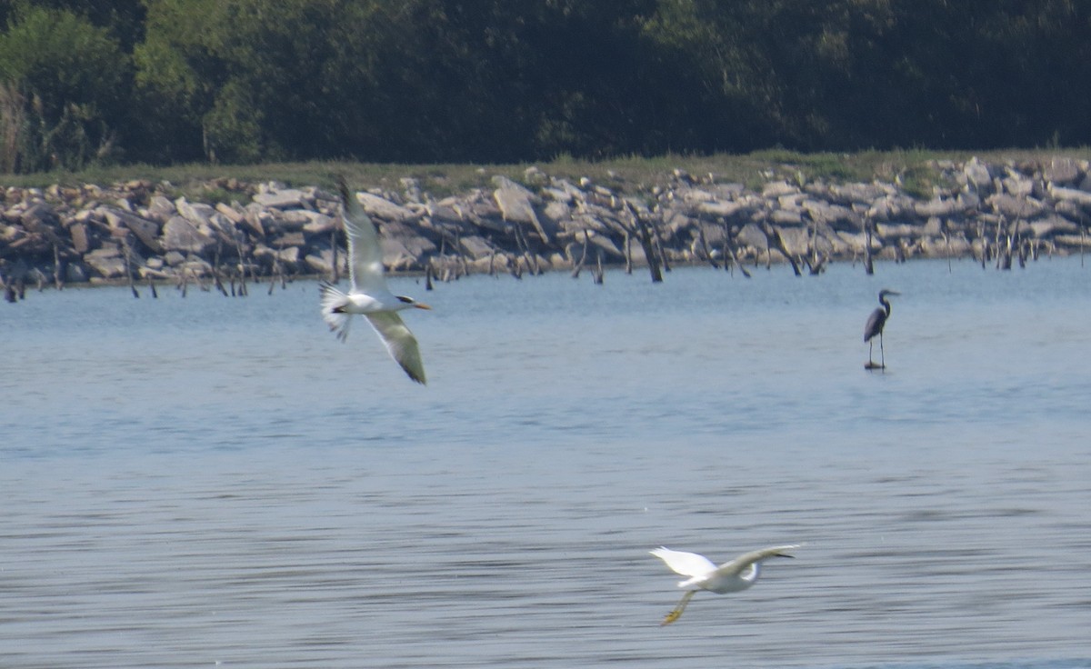 Royal Tern - ML68698281