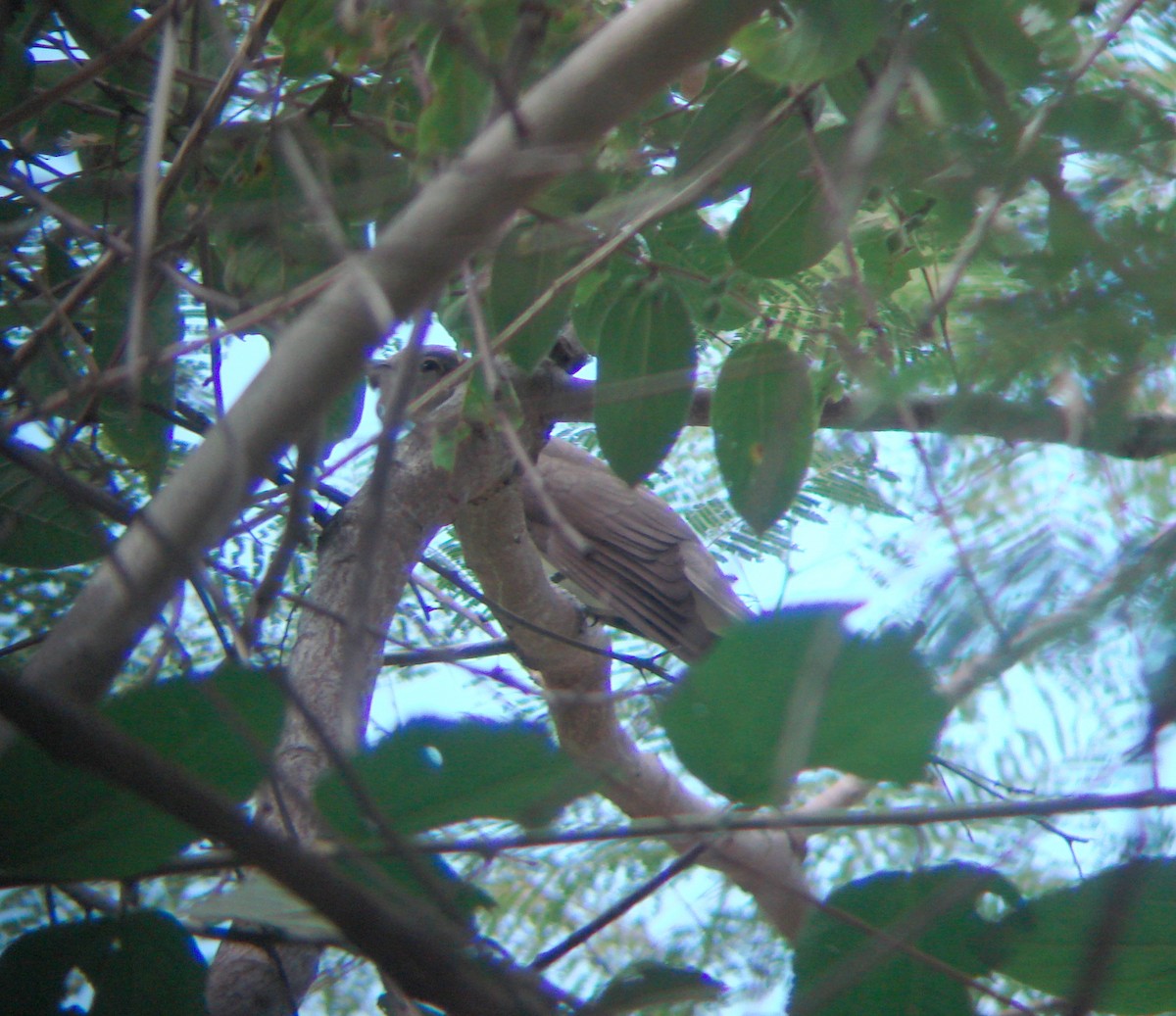 Black-billed Cuckoo - ML68698651