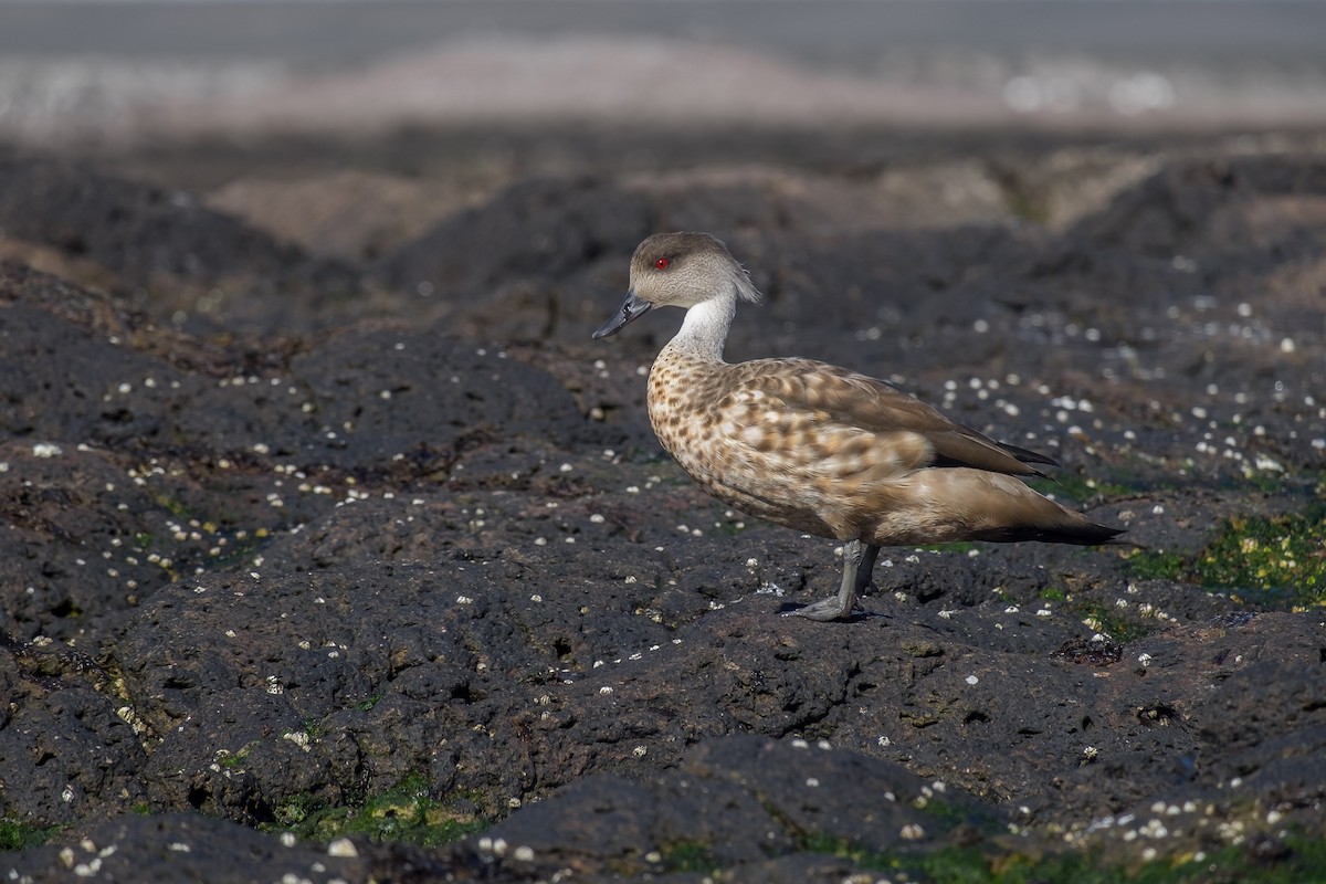 Crested Duck - ML68698701