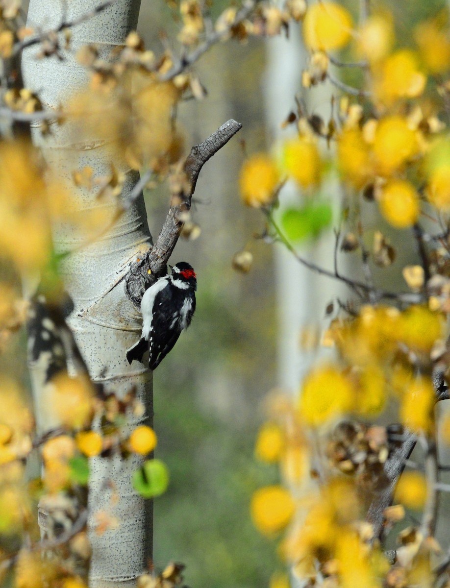 Downy Woodpecker (Rocky Mts.) - Richard Taylor
