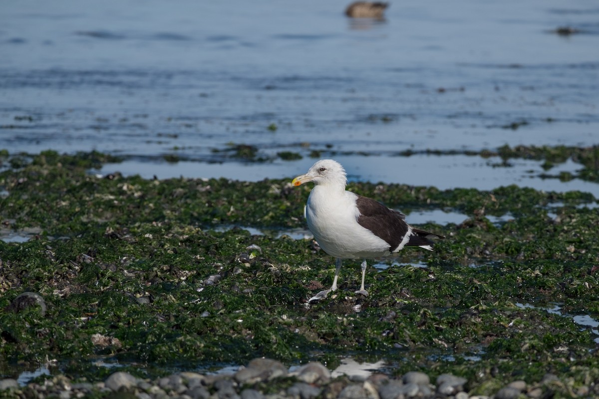 Kelp Gull - ML68699081