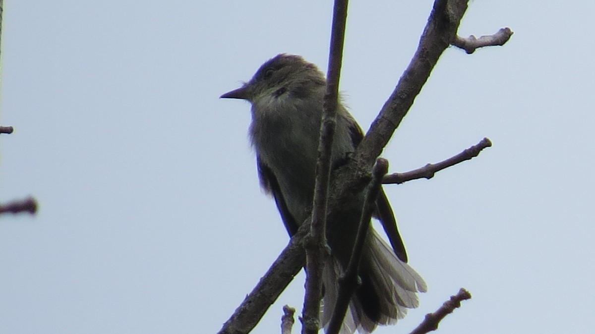 Olive-sided Flycatcher - ML68699831