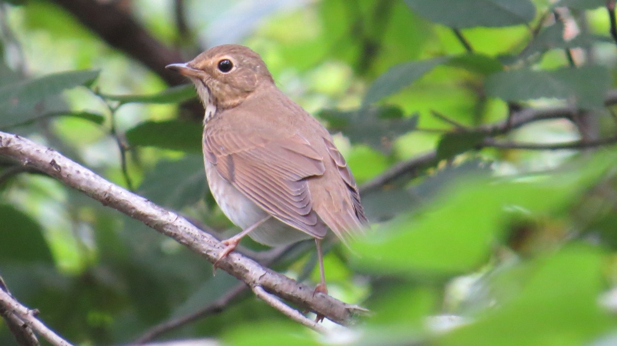 Swainson's Thrush - ML68699891