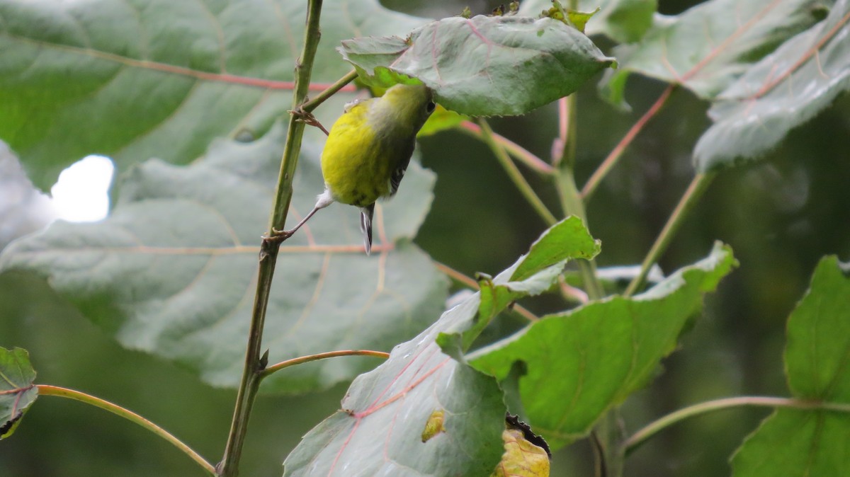 Magnolia Warbler - ML68700011