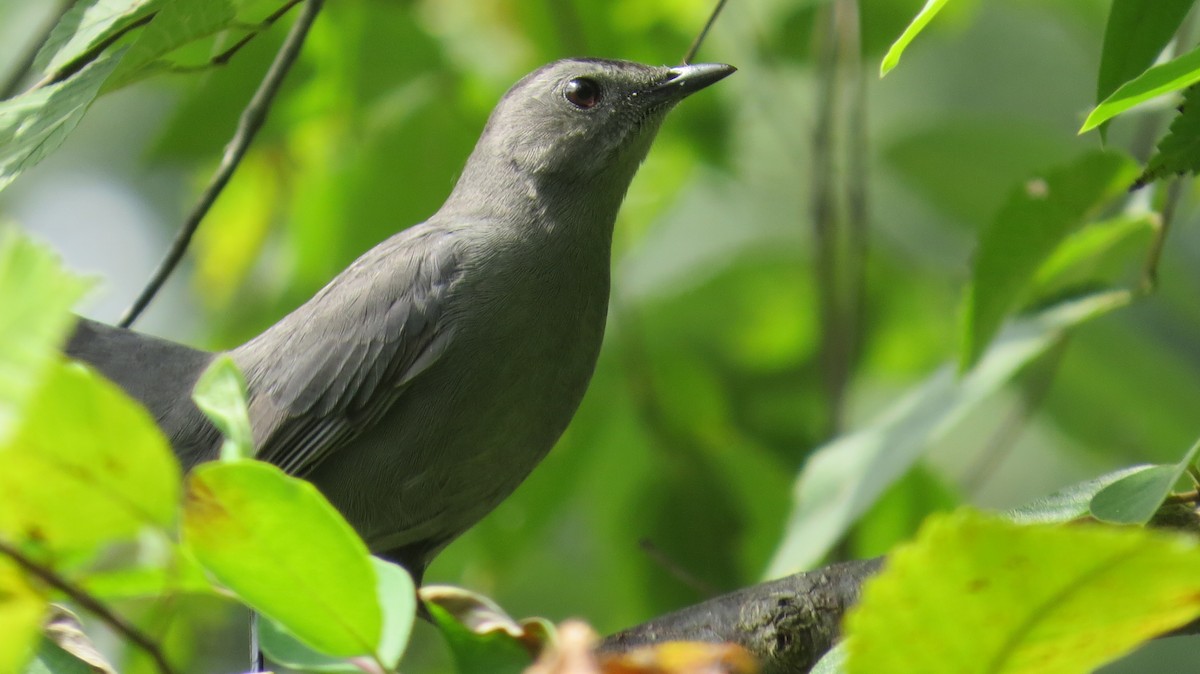 Gray Catbird - ML68700711