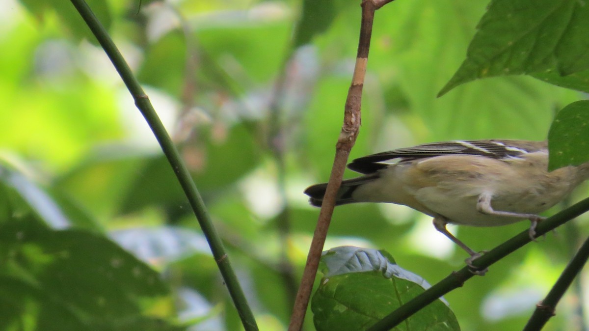 Bay-breasted Warbler - ML68700731