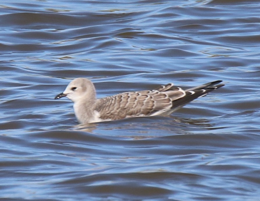 Mouette de Sabine - ML68701421