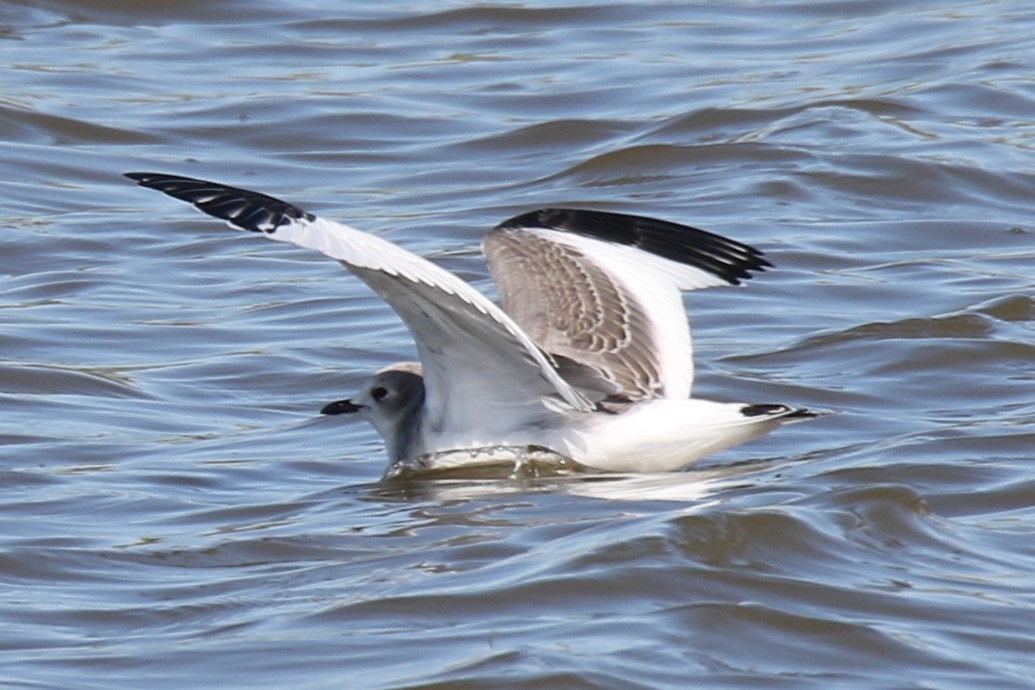 Mouette de Sabine - ML68701431