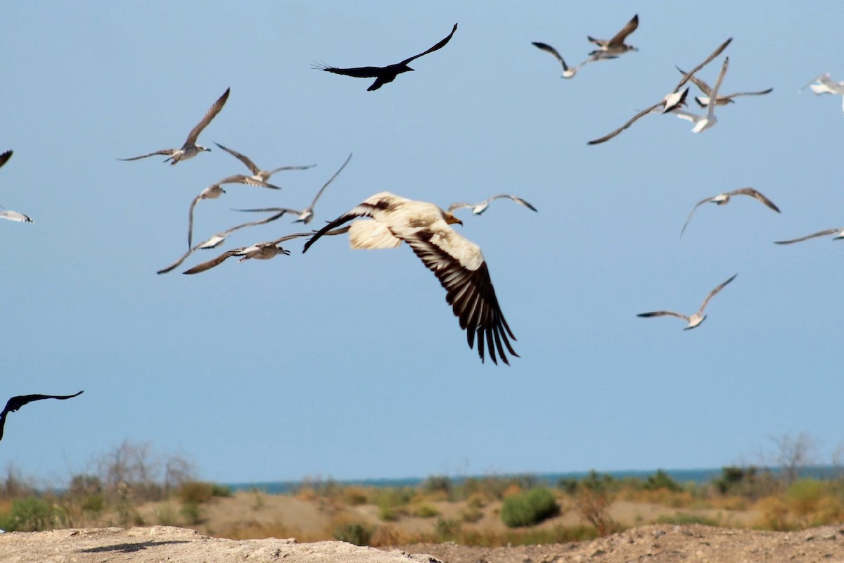 Egyptian Vulture - ML68703351