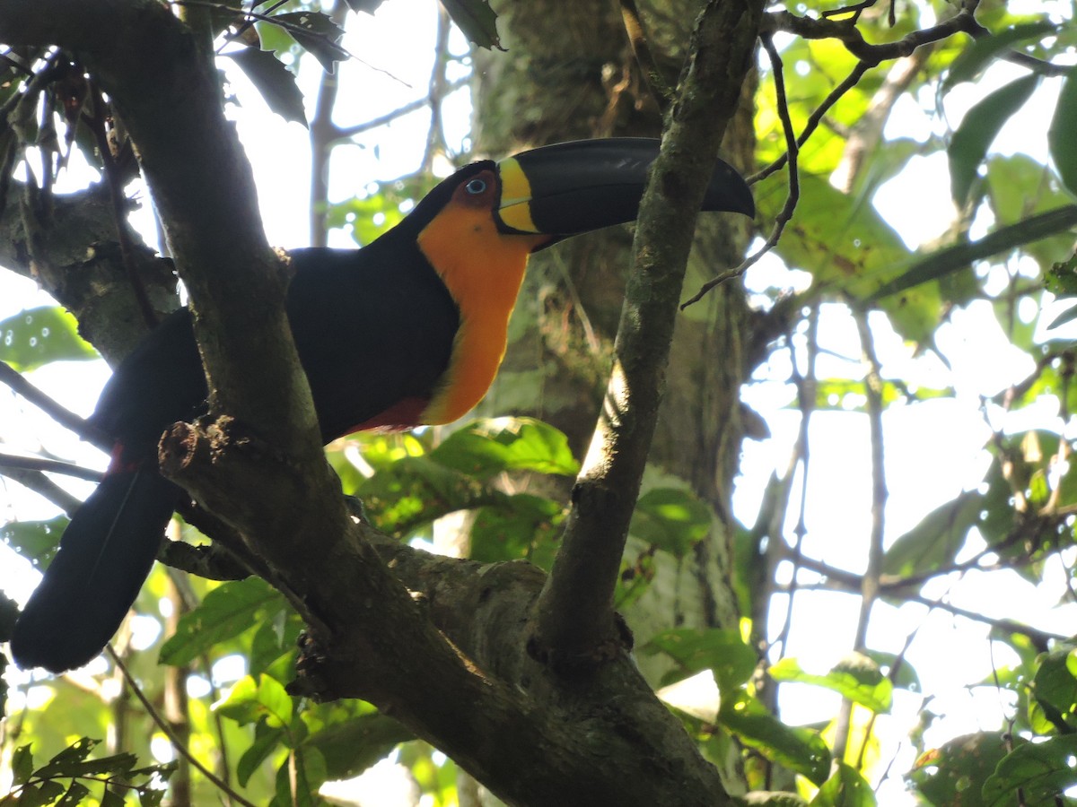 Channel-billed Toucan - ML68704631