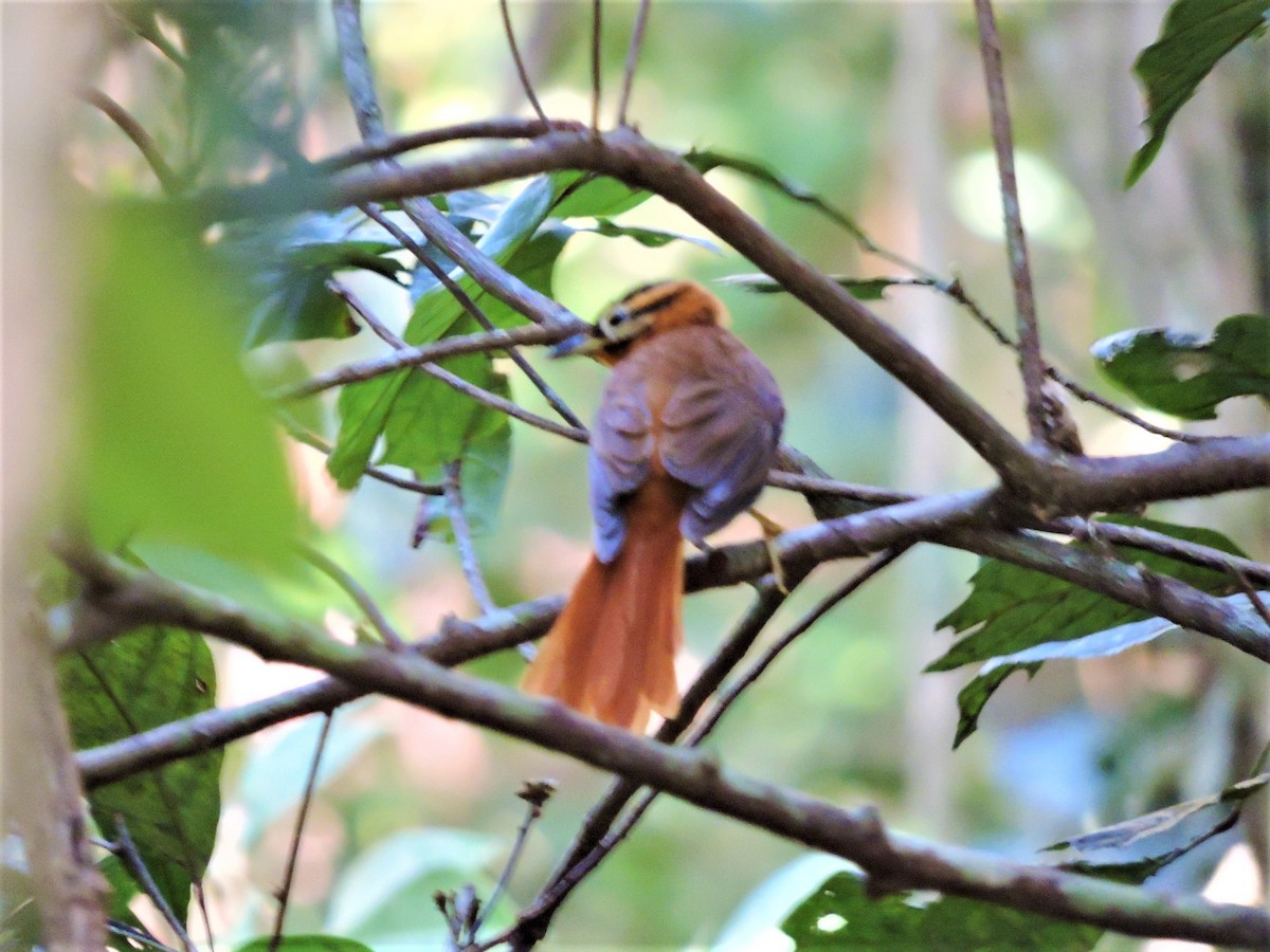 Black-capped Foliage-gleaner - ML68704651