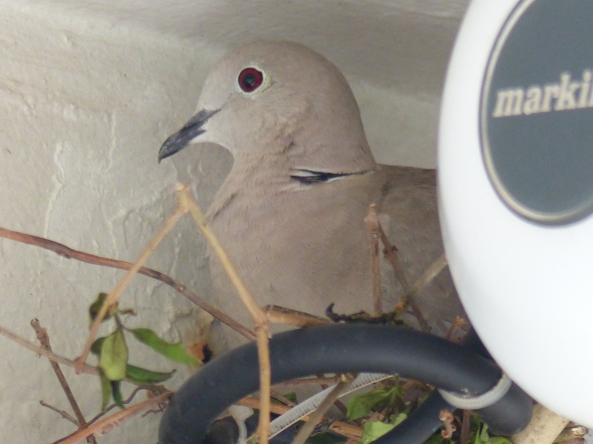 Eurasian Collared-Dove - ML68704771