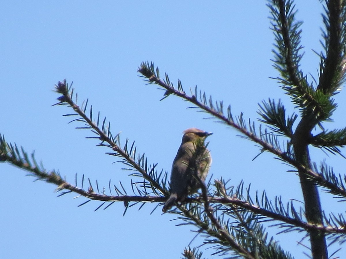 Cedar Waxwing - ML68705091