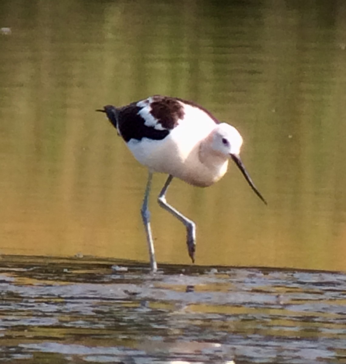 Avocette d'Amérique - ML68706081