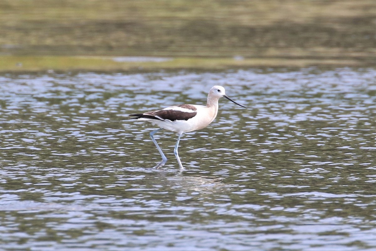 Avocette d'Amérique - ML68706921