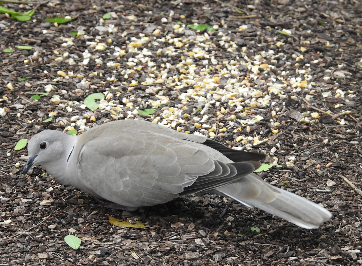 Eurasian Collared-Dove - ML68707621