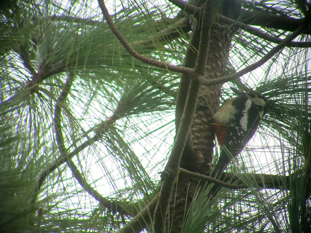 Great Spotted Woodpecker (Canarian) - ML68708641