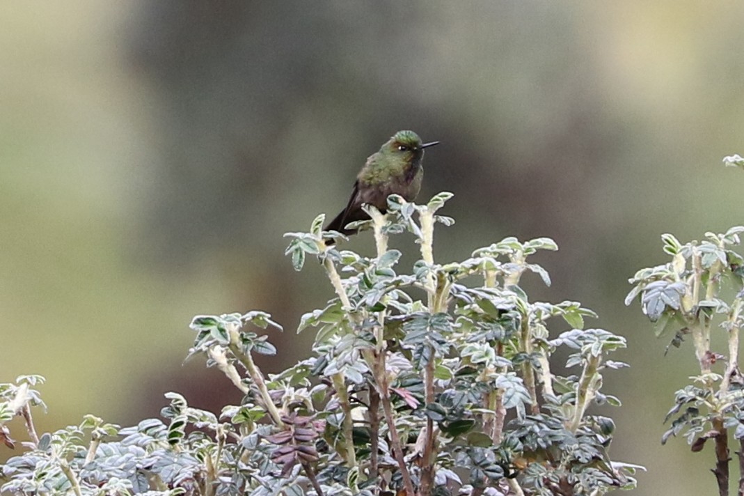 kolibřík hnědobrvý - ML68711801