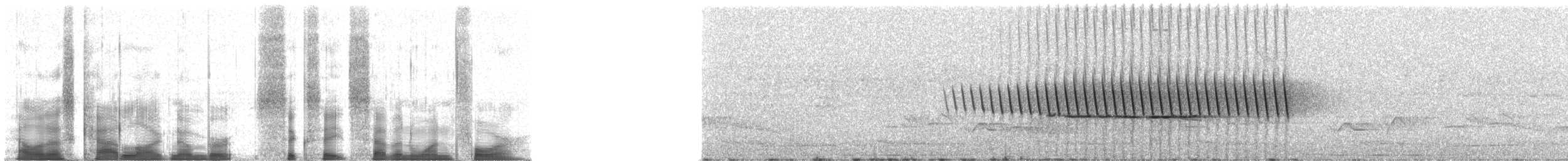 Grimpereau discolore - ML68714