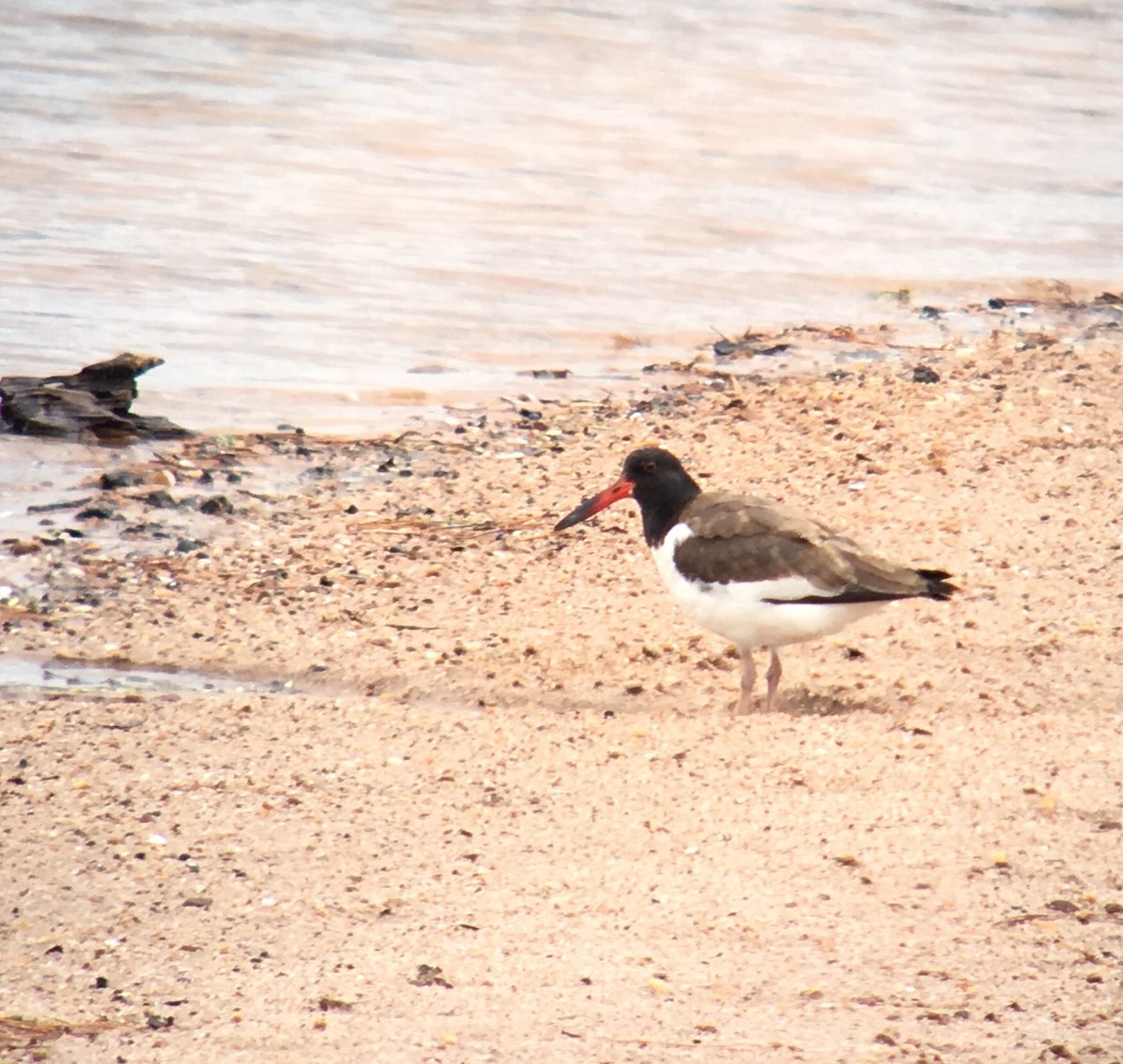 American Oystercatcher - ML68714561