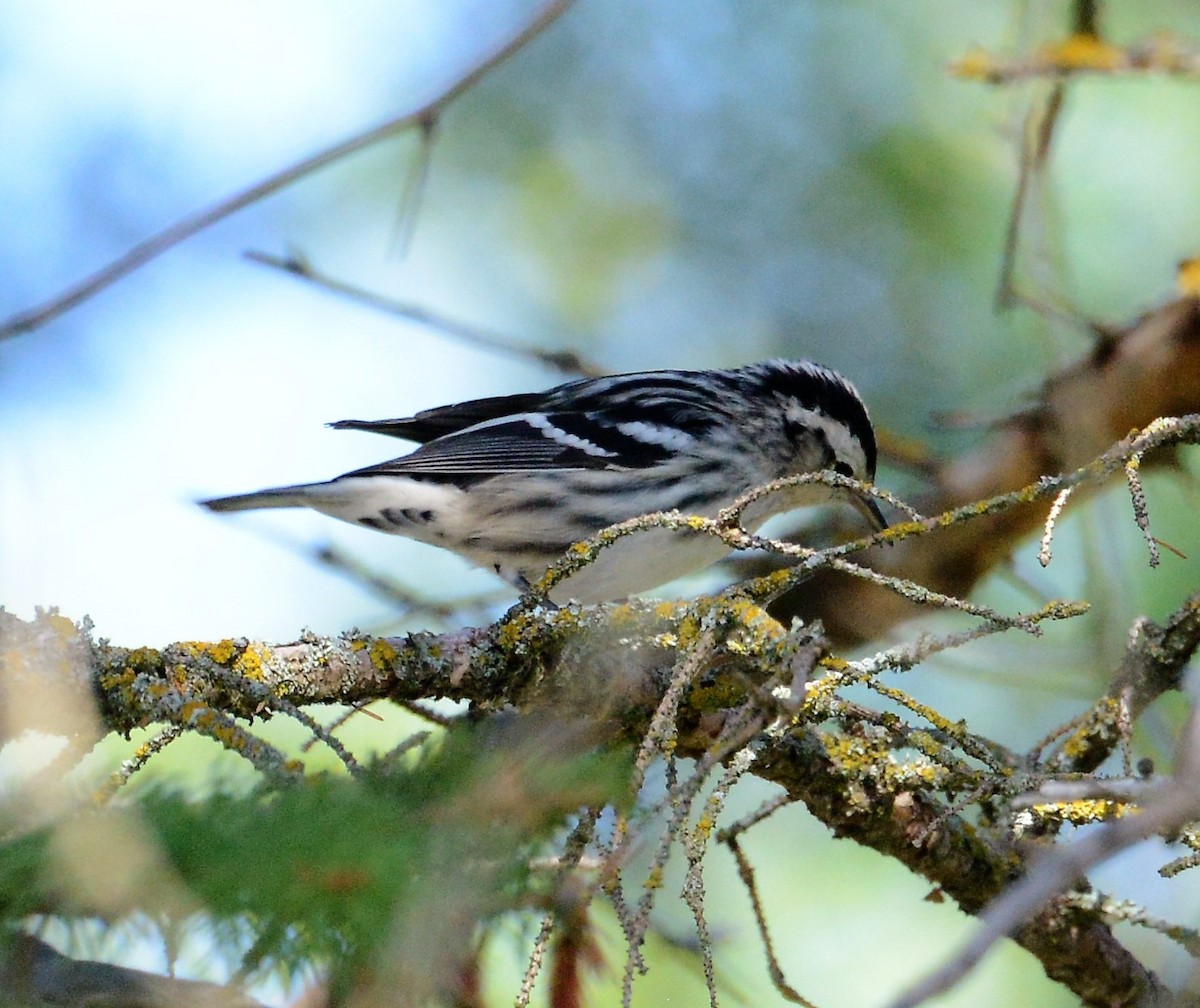 Black-and-white Warbler - ML68715531