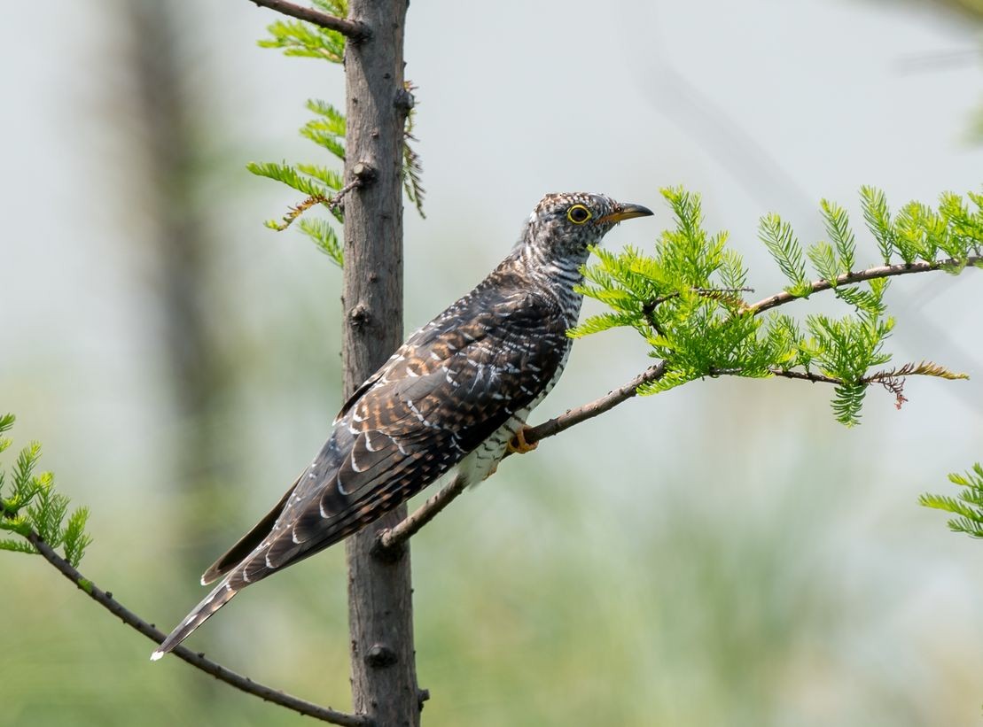 Common Cuckoo - ML68716401