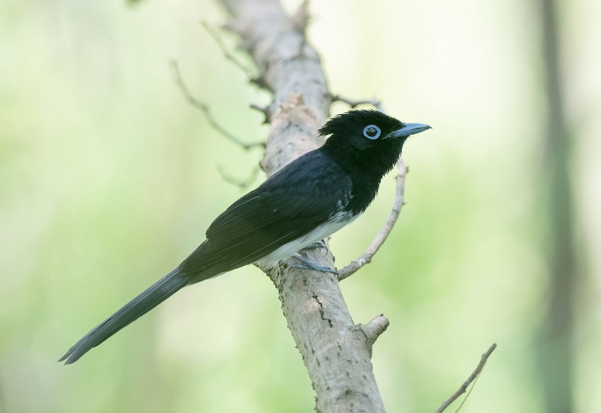 Black Paradise-Flycatcher - ML68716531