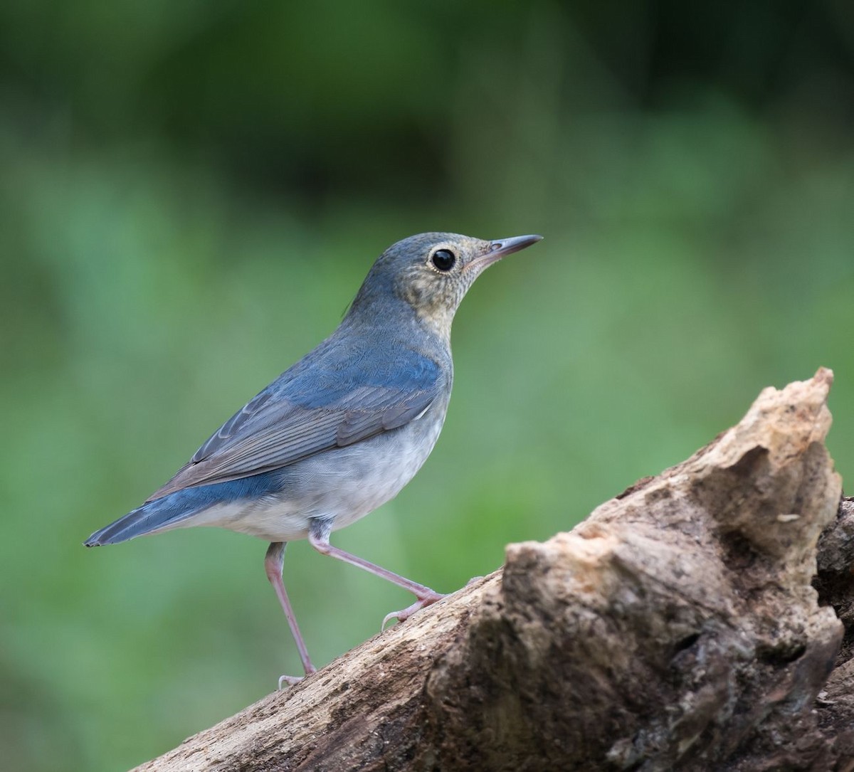 Siberian Blue Robin - Kai Pflug