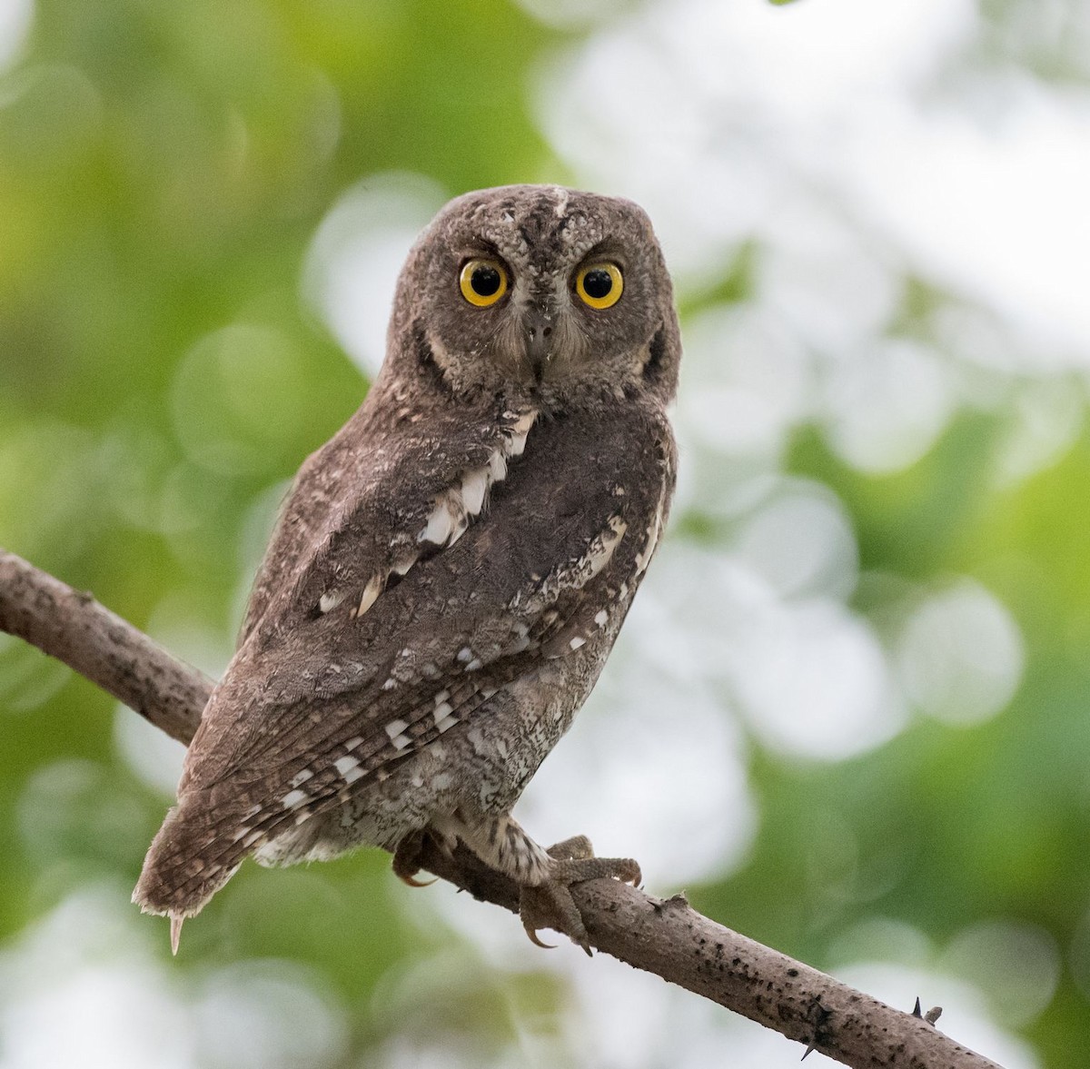 Oriental Scops-Owl - ML68716901