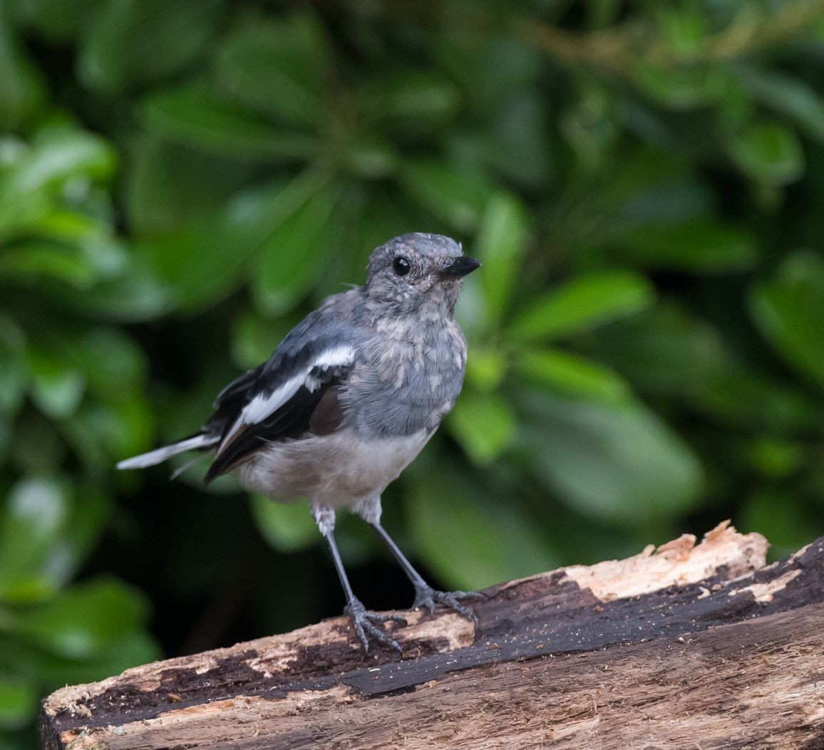 Oriental Magpie-Robin - ML68716951