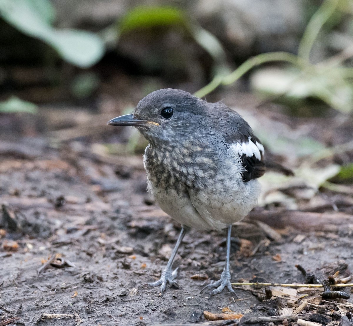 Oriental Magpie-Robin - ML68716961