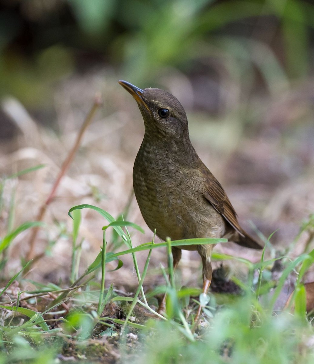 Gray's Grasshopper Warbler - ML68717161