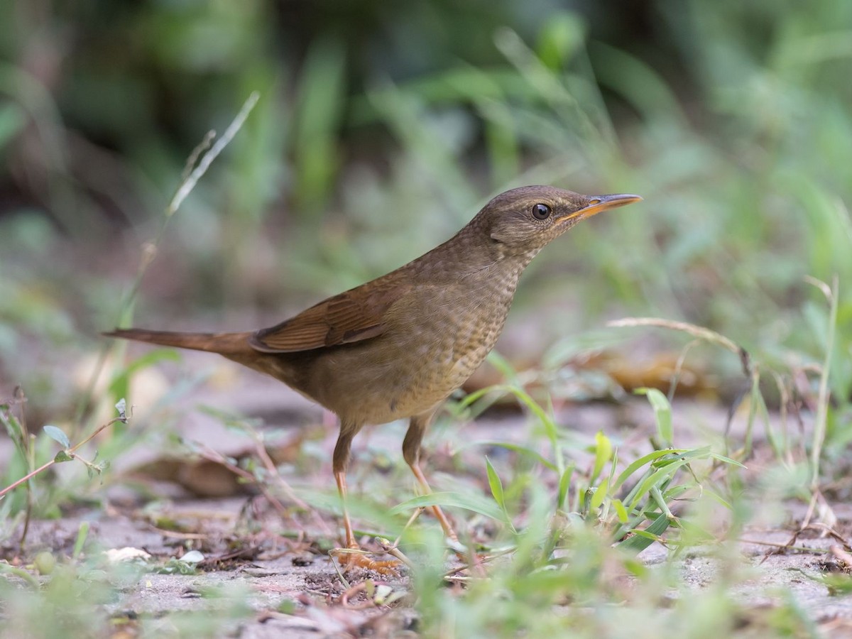 Gray's Grasshopper Warbler - Kai Pflug