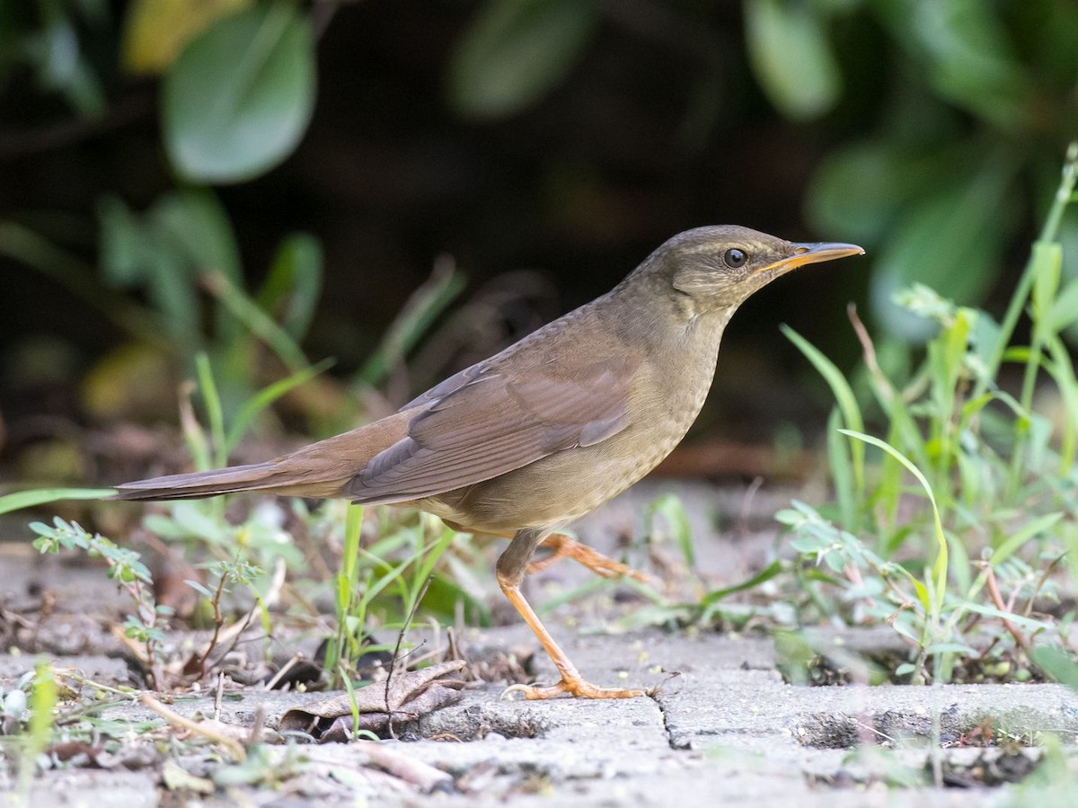 Gray's Grasshopper Warbler - Kai Pflug