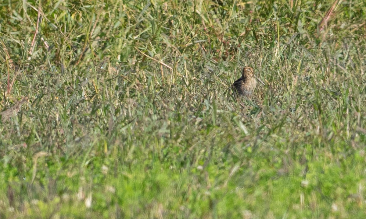 Wilson's Snipe - Brad Heath