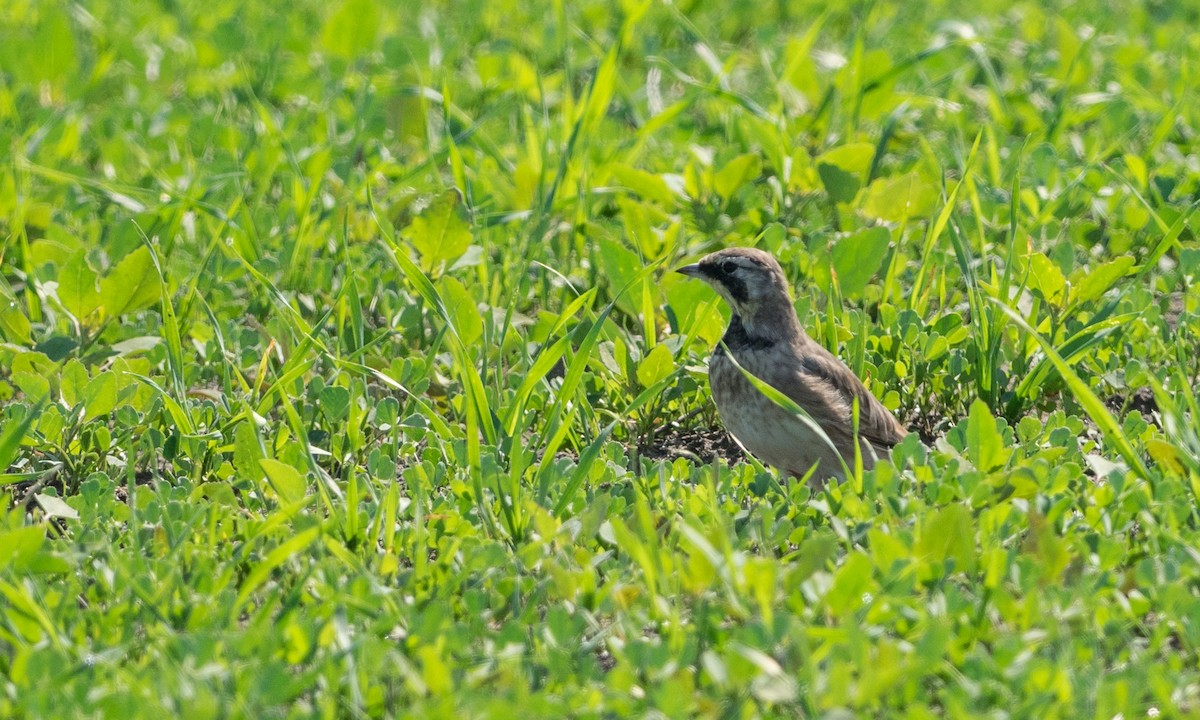 Horned Lark - Brad Heath