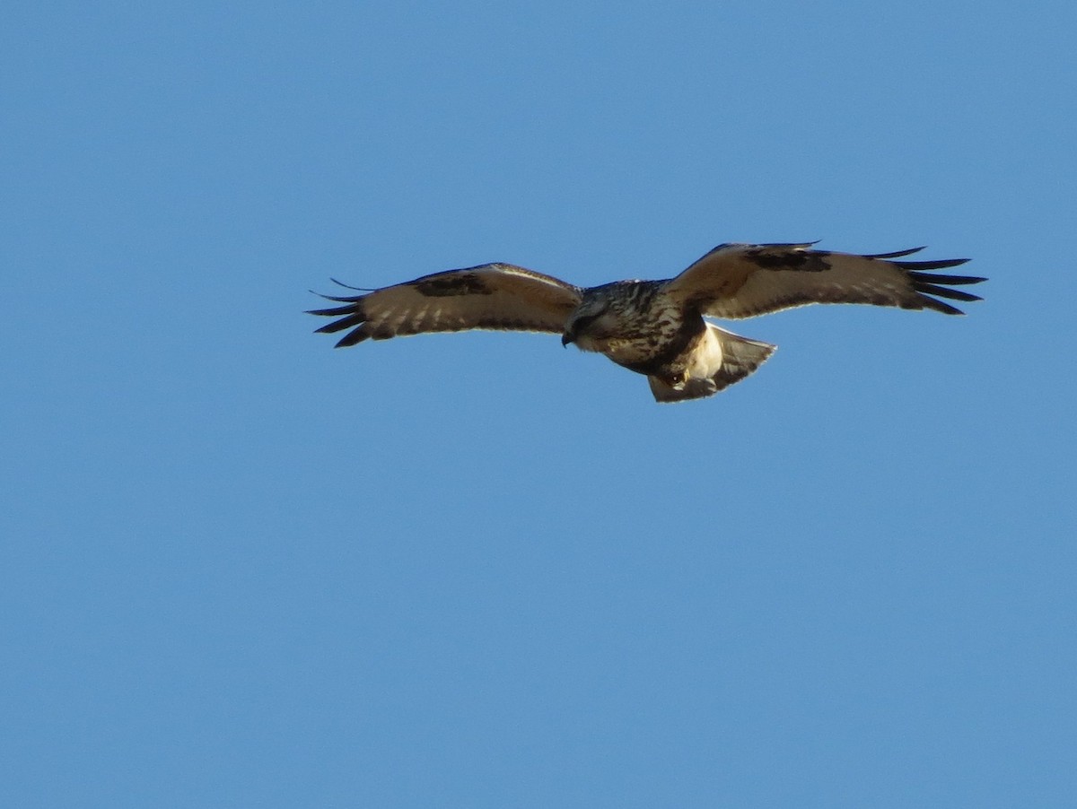 Rough-legged Hawk - Jim Edsall