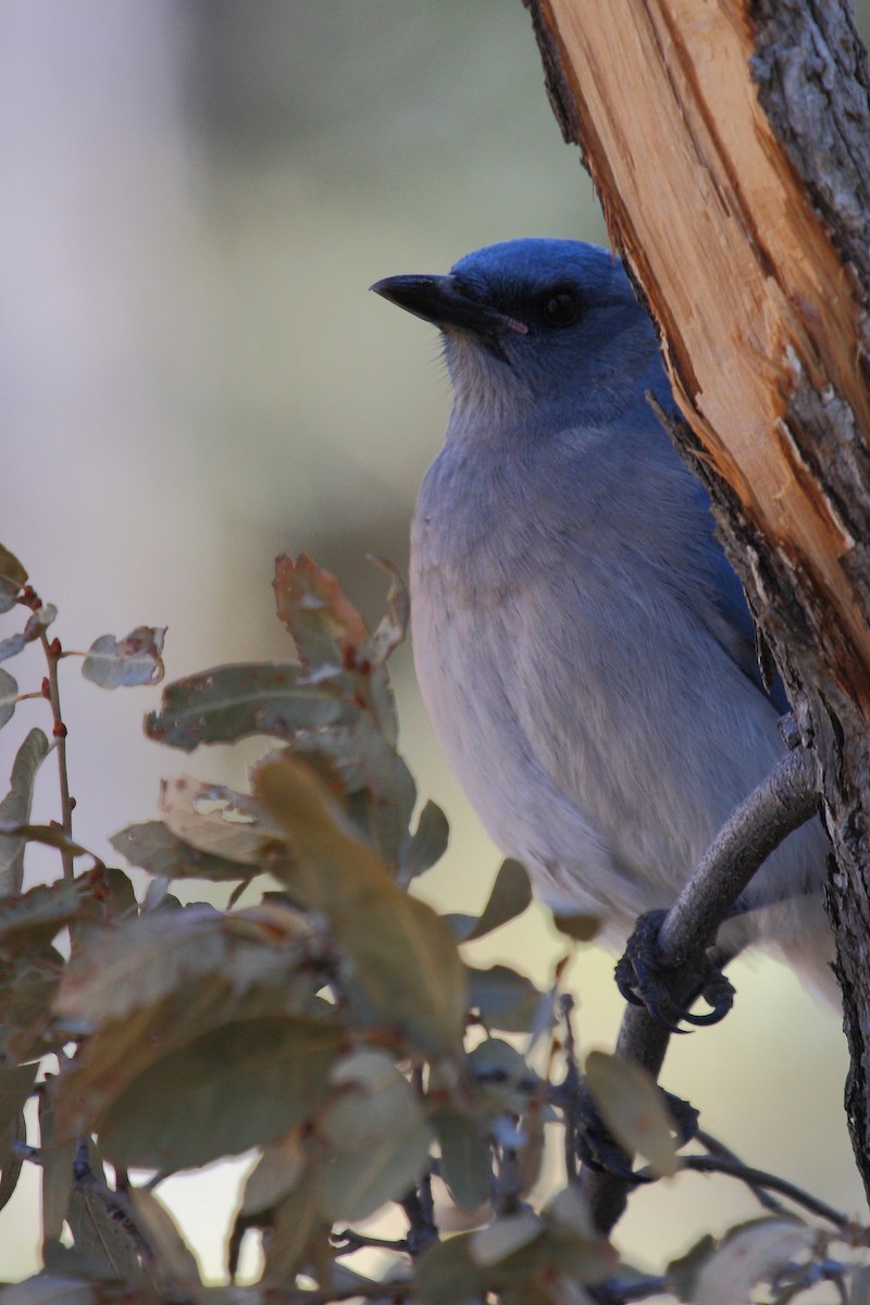 Mexican Jay - ML68719281