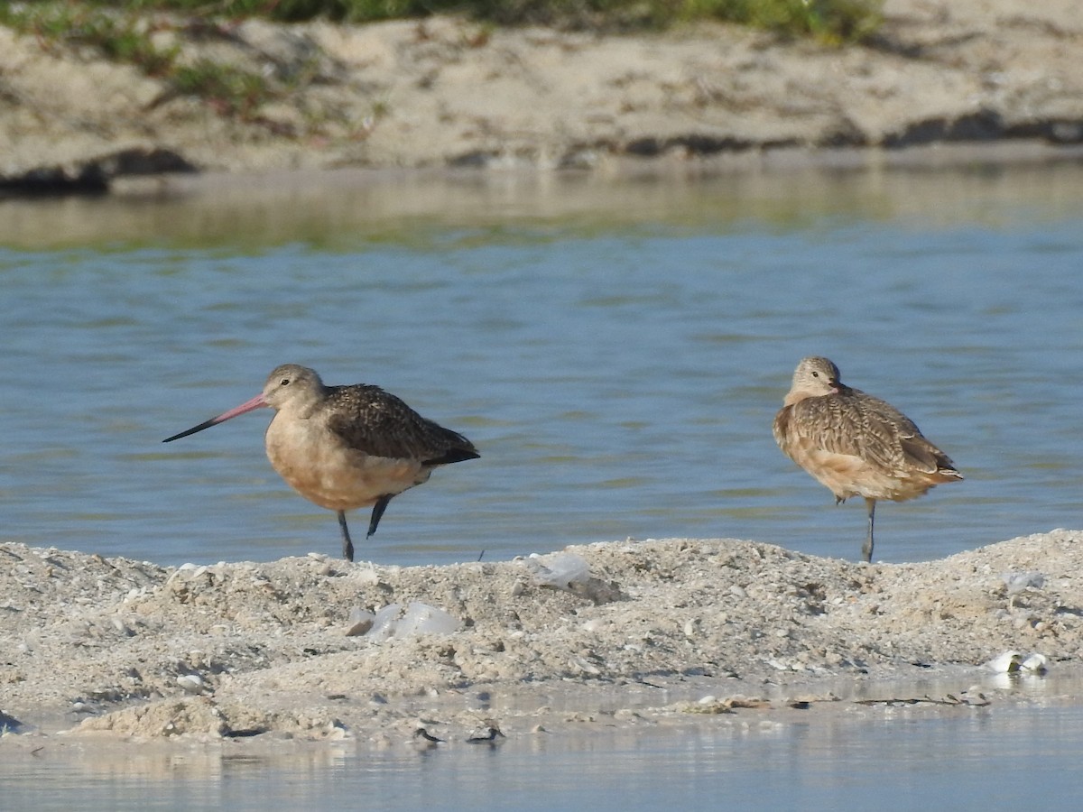 Marbled Godwit - Angel Castillo Birdwatching Guide