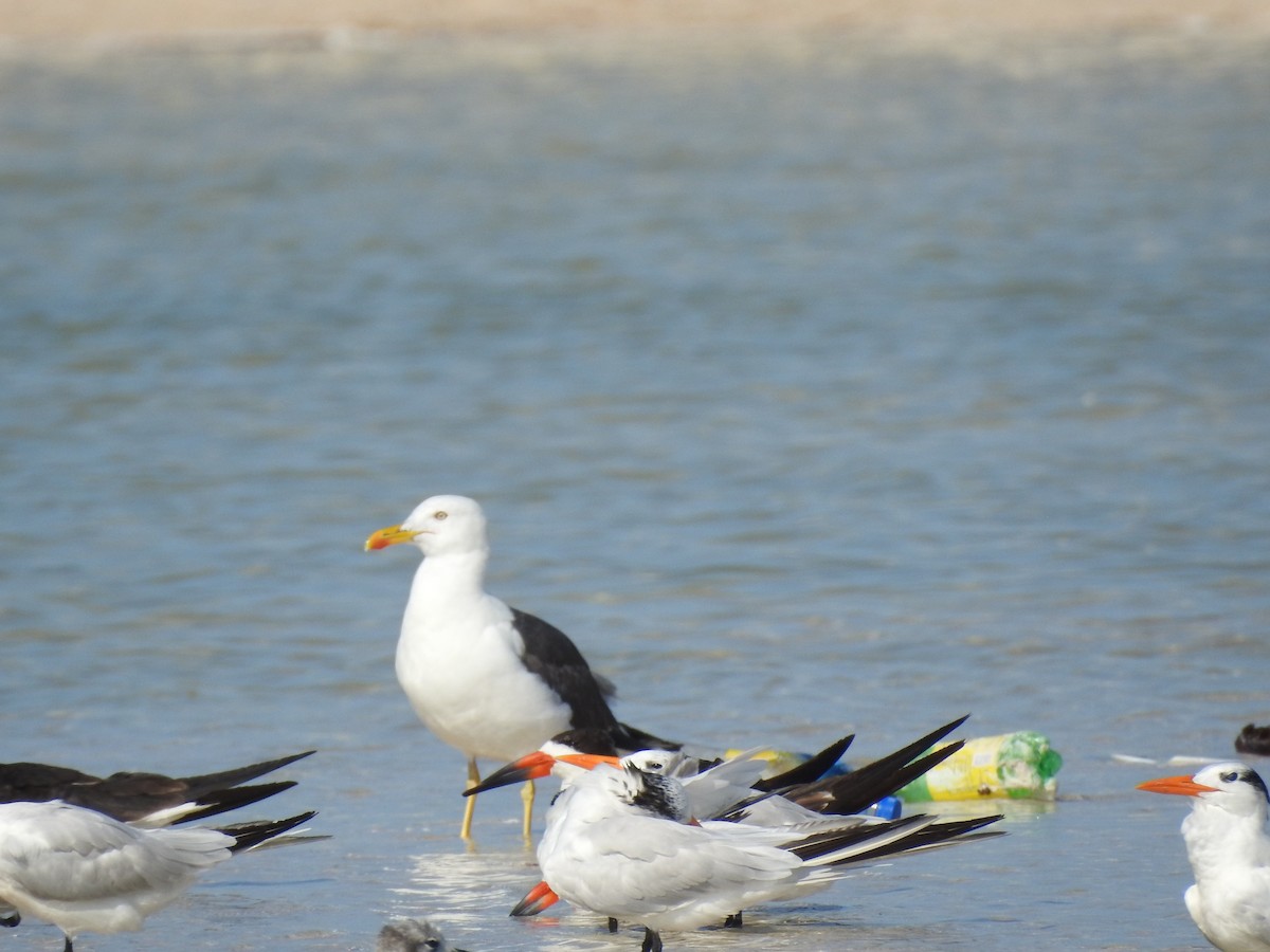 Lesser Black-backed Gull - Angel Castillo Birdwatching Guide