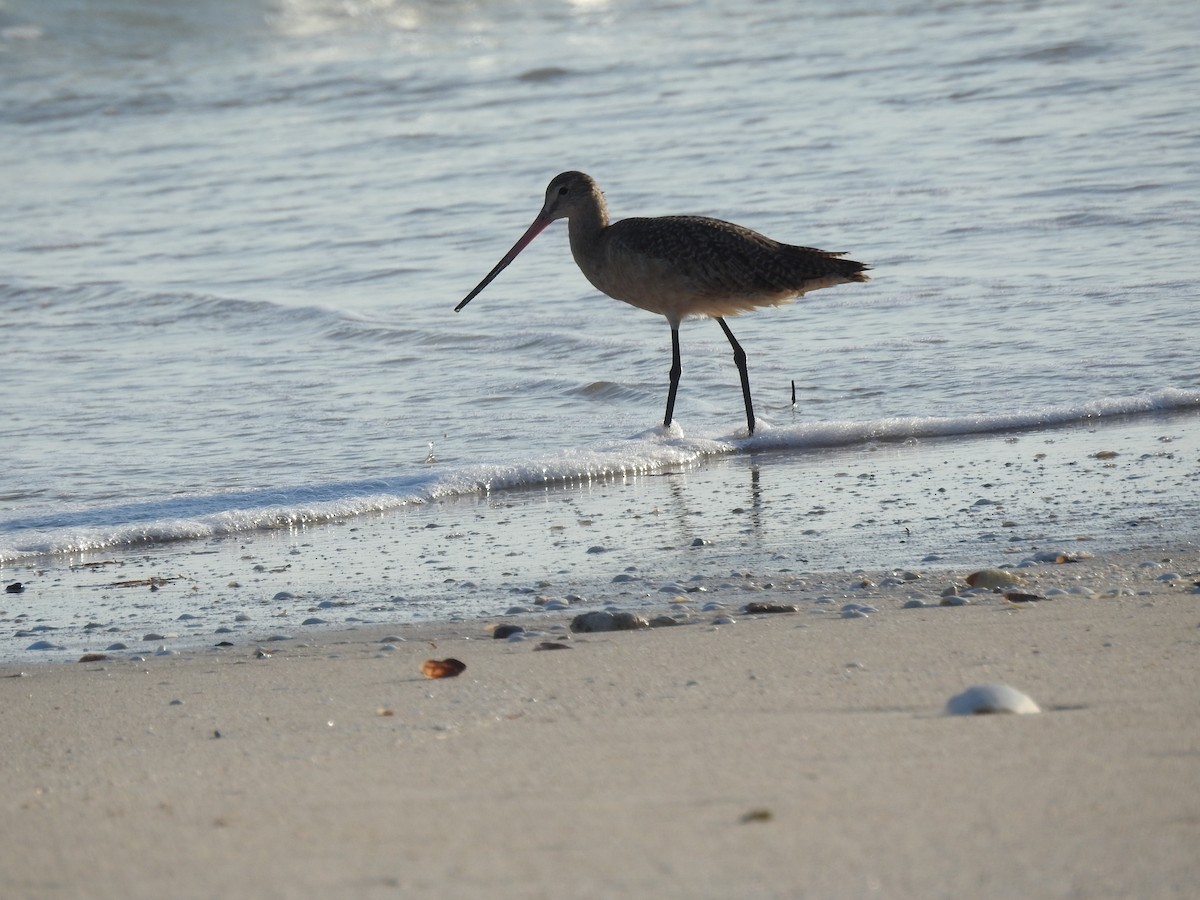 Marbled Godwit - Angel Castillo Birdwatching Guide