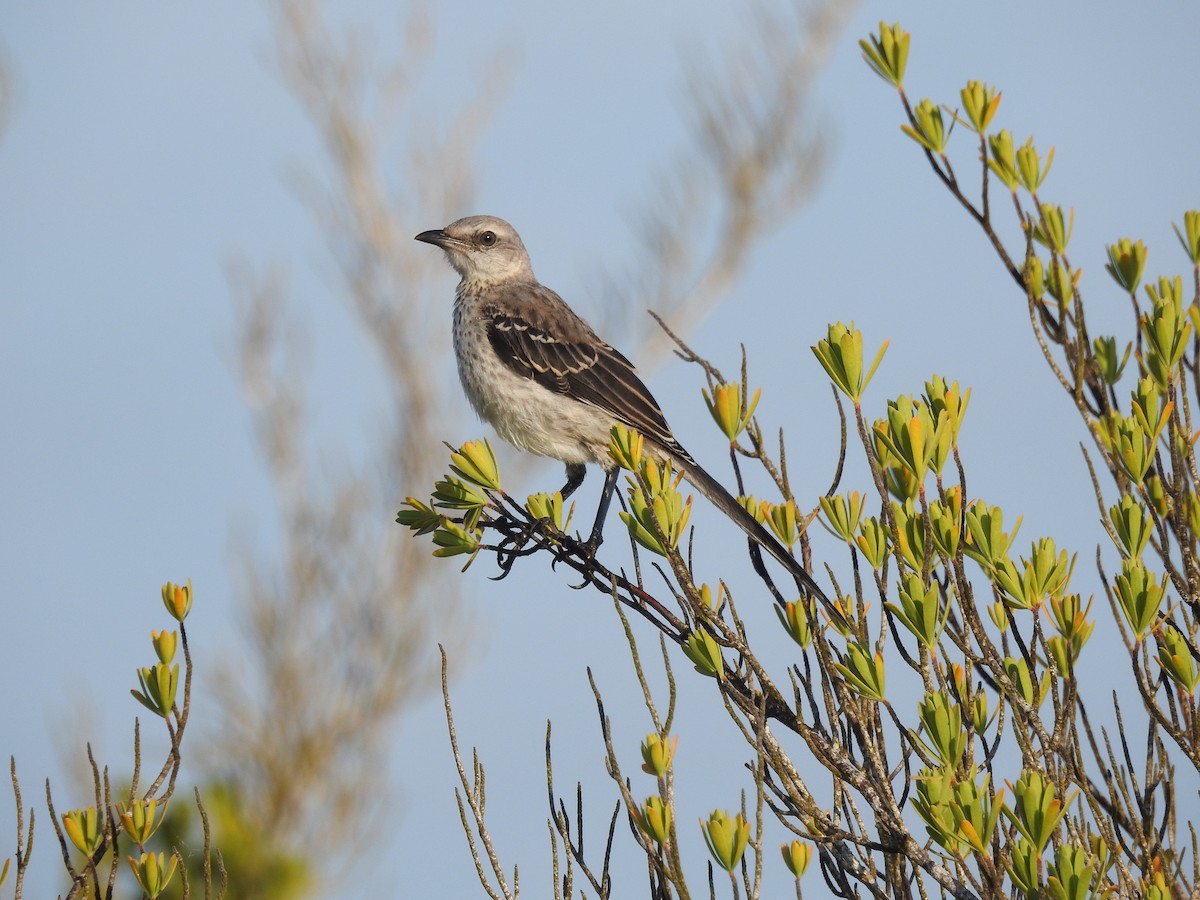 Tropical Mockingbird - Angel Castillo Birdwatching Guide
