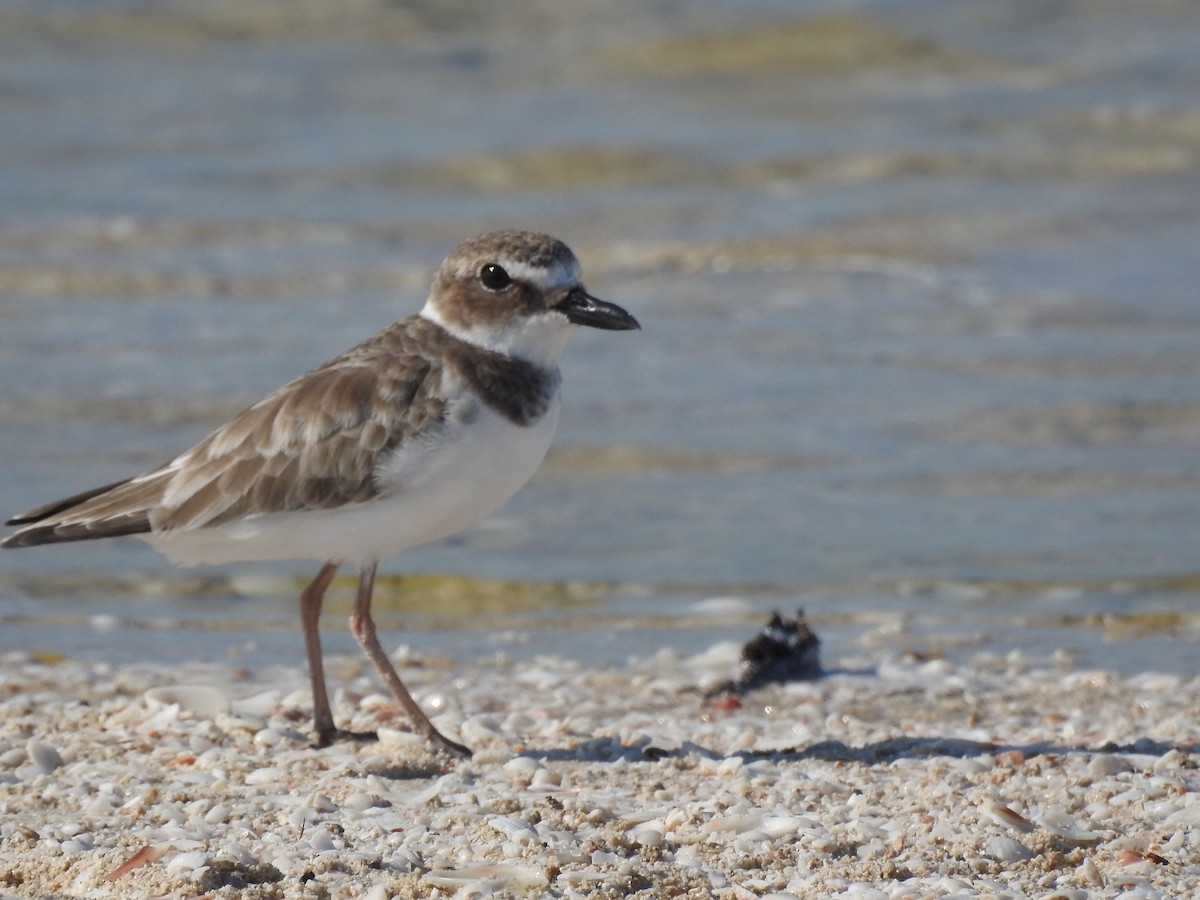 Wilson's Plover - Angel Castillo Birdwatching Guide