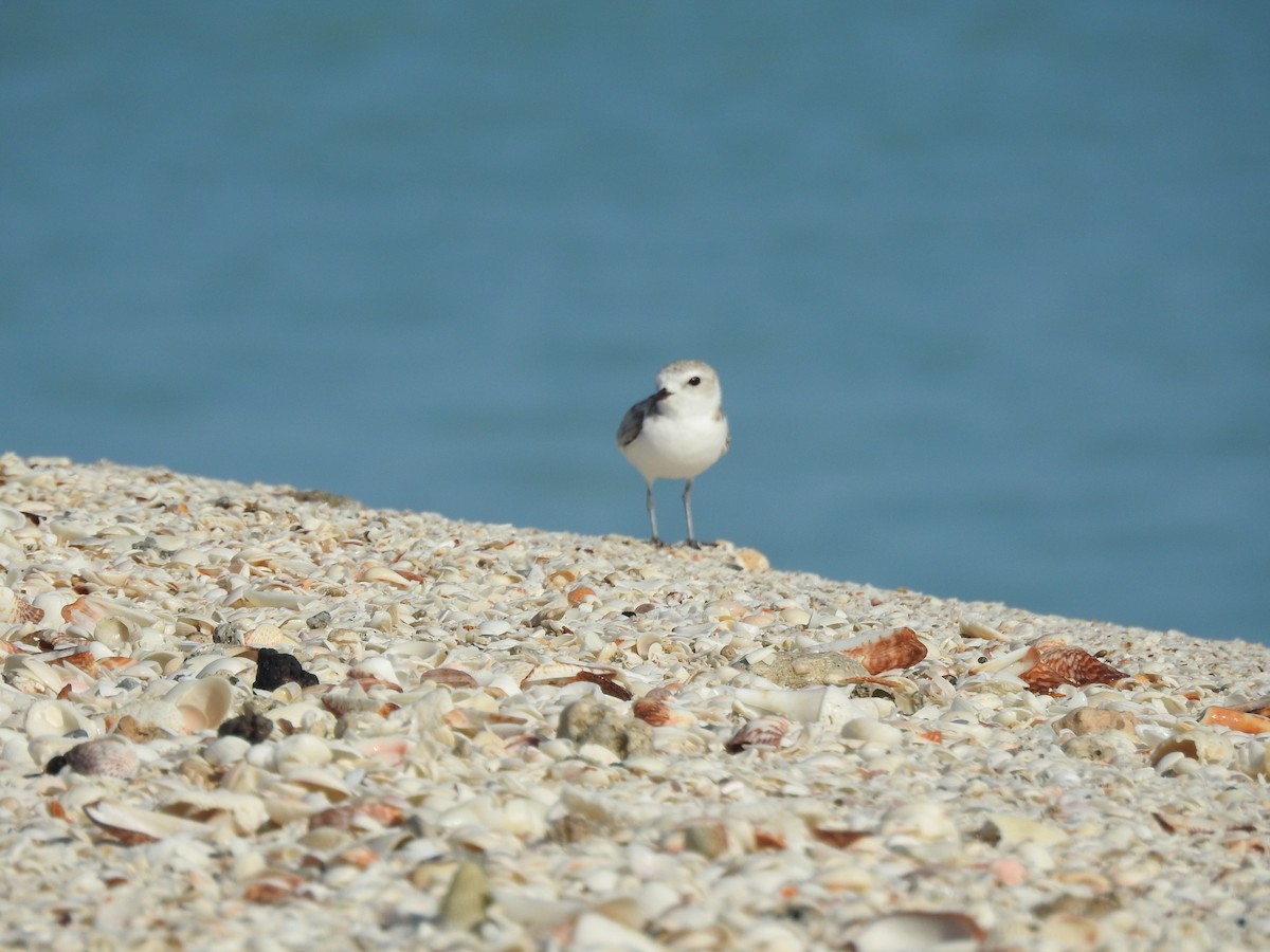 Snowy Plover - Angel Castillo Birdwatching Guide