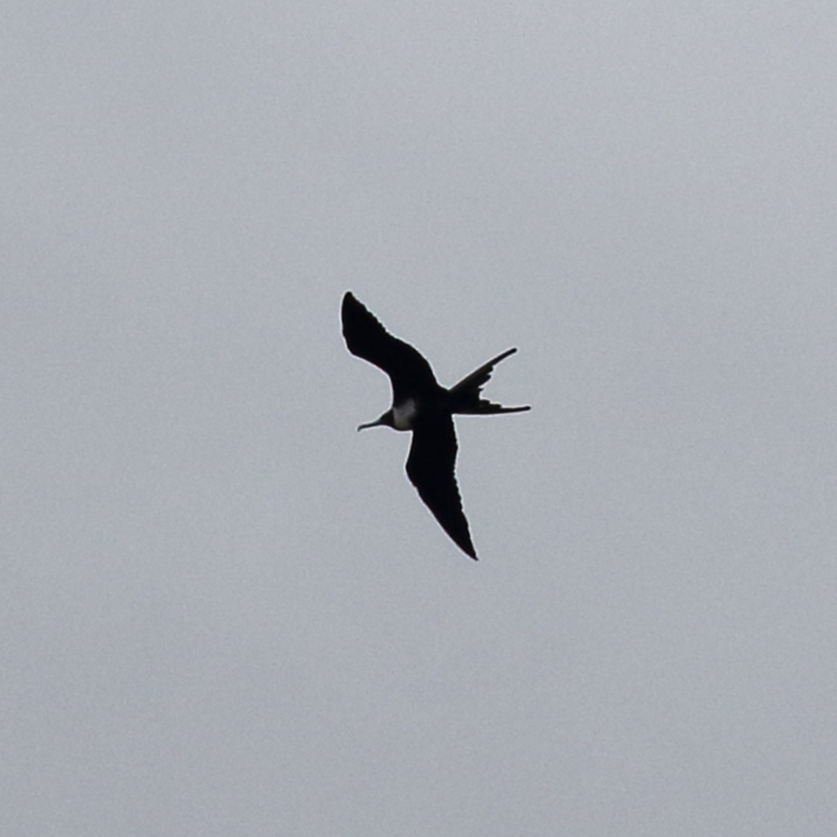 Magnificent Frigatebird - ML68721671