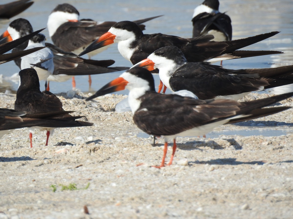 Black Skimmer - Angel Castillo Birdwatching Guide