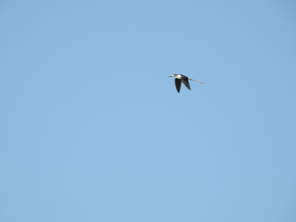 Black-necked Stilt - Angel Castillo Birdwatching Guide