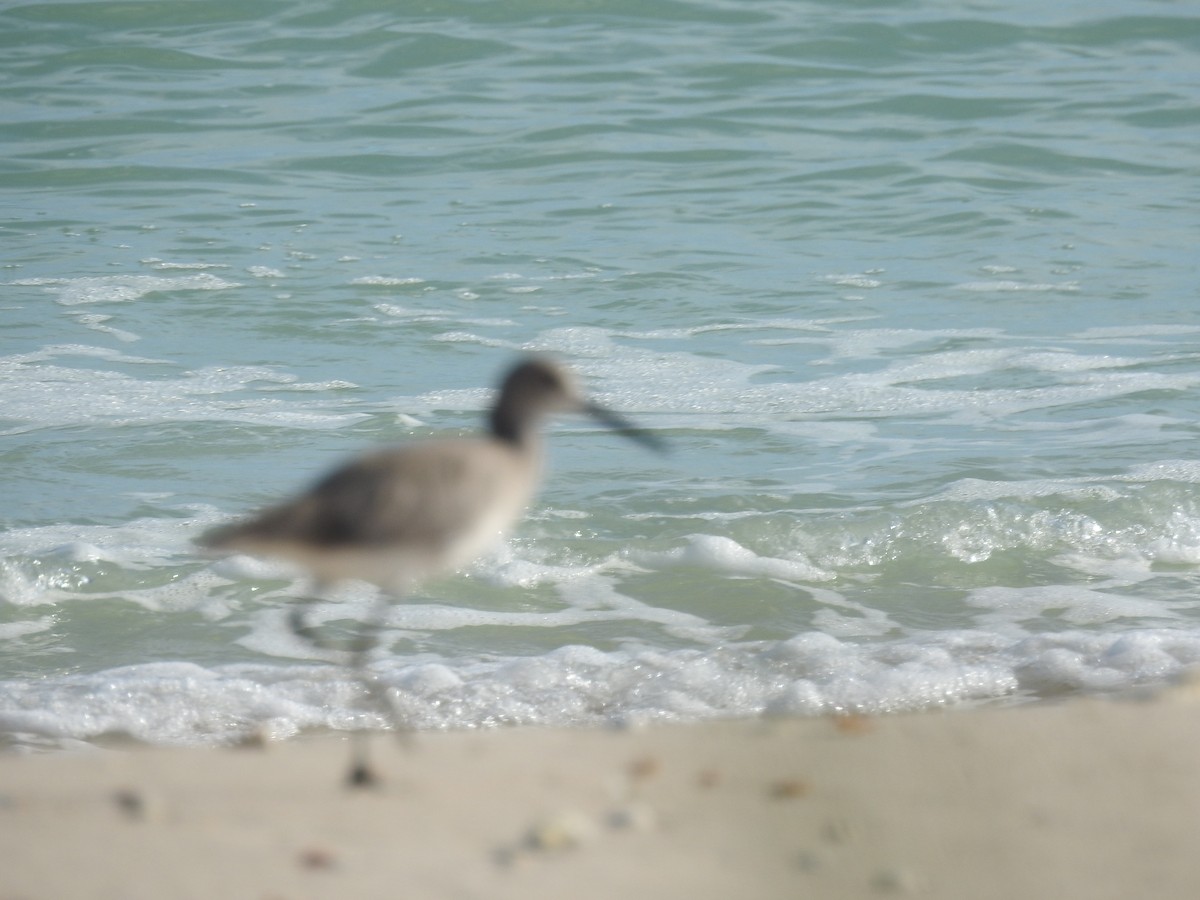 Willet - Angel Castillo Birdwatching Guide